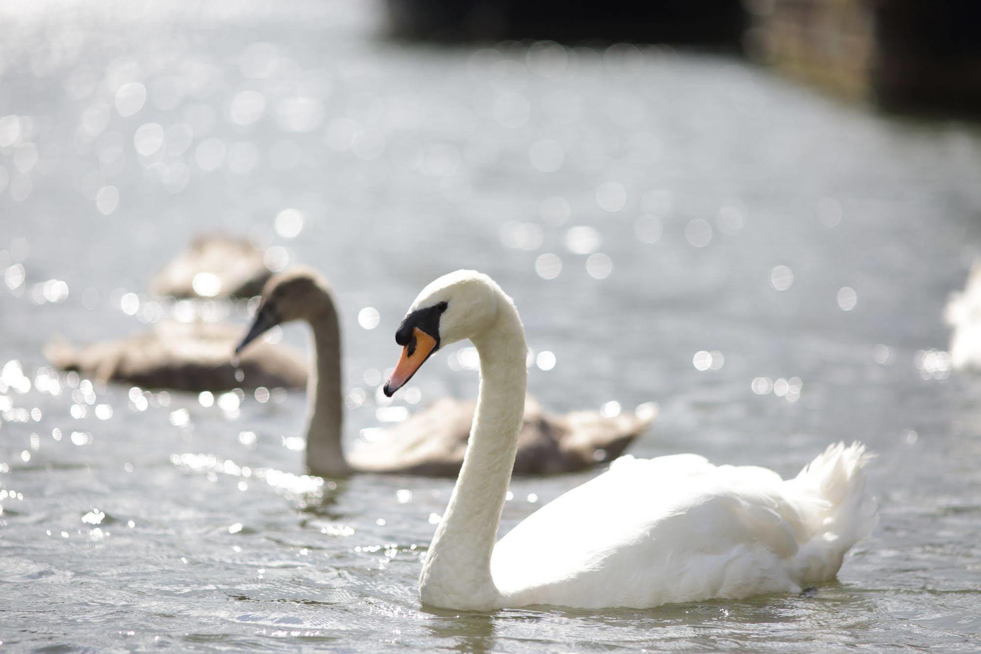Hotel The Runnymede On Thames (Adults Only) Egham Esterno foto